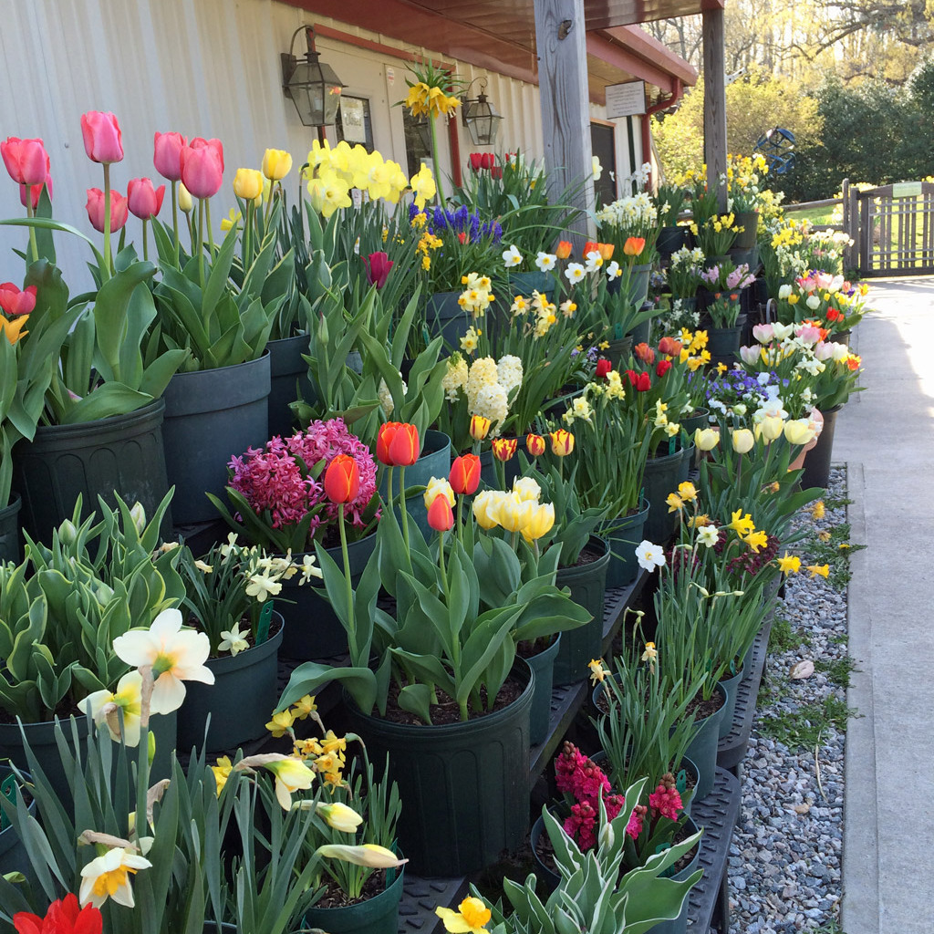 Best Bloomin Bulbs for Southern Landscapes - logo